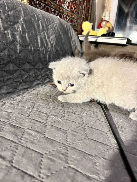 Продам сладеньких котят
