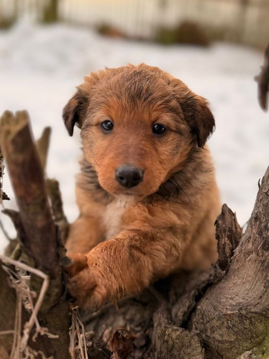Oddam za darmo Szczeniaki