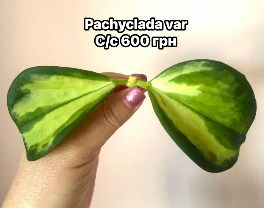 Хойя  Pachyclada , Pubicalyx  , Триколор,, noelle, lacunosa