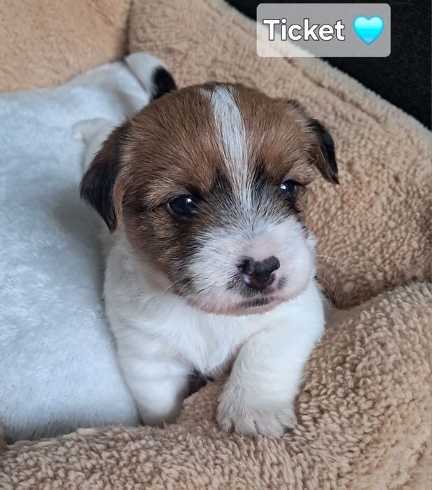 PIESEK TICKET Jack Russell Terrier szorstkowlosy ZKwP FCI