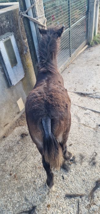 Ponei macho com olho azul