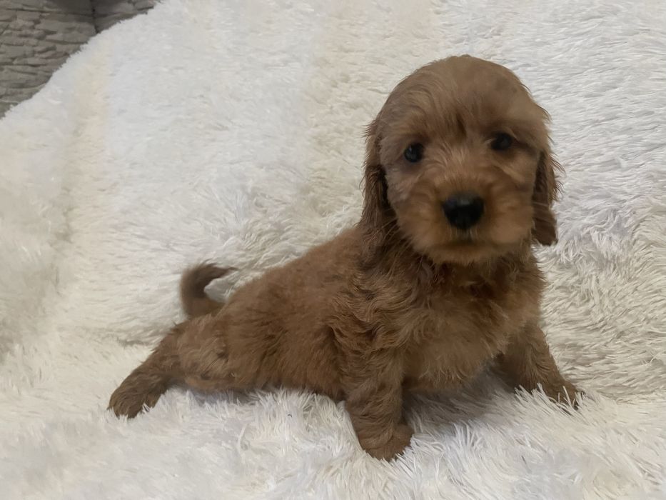 Cockapoo szczeniaki