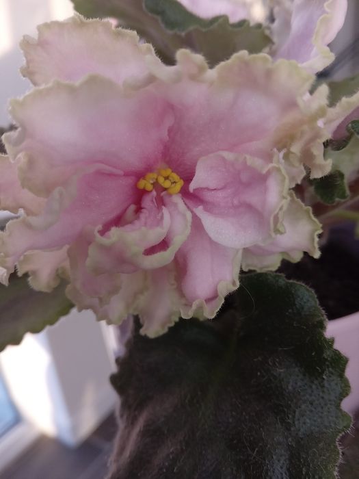 Фиалки ( сенполия)