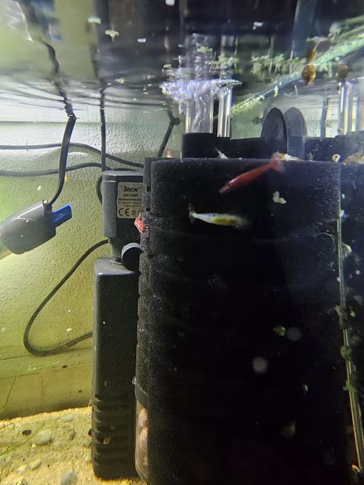 Camarões (neocaradina)