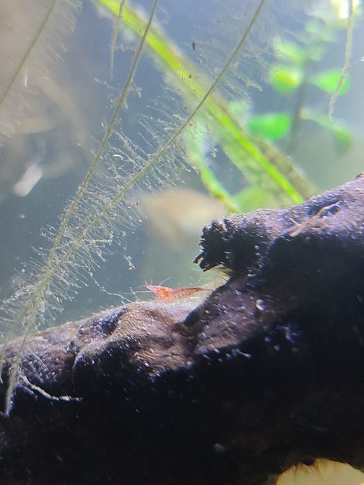 Camarões Neocaridinas Red