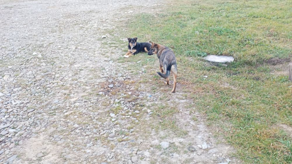 Собака дворянська стерилізована