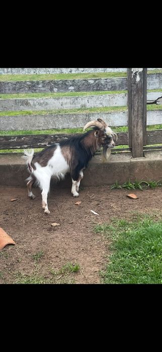 Cabra ana - mini cabra