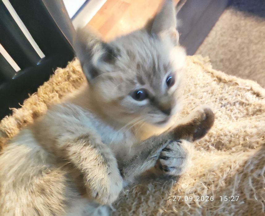 Тайские голубоглазые котята