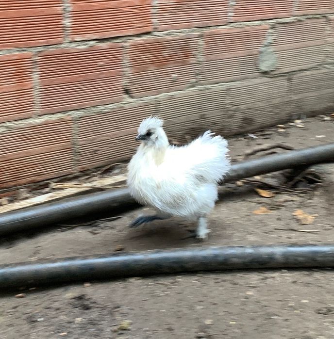 Sedosas de Japão,  com 4 meses .