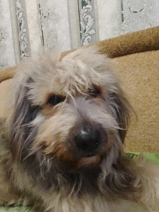 В'язка (случка) собаки