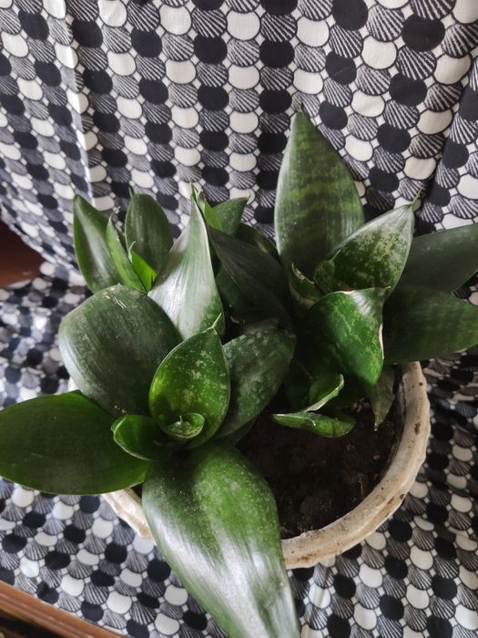 Сансевієрія Ханні