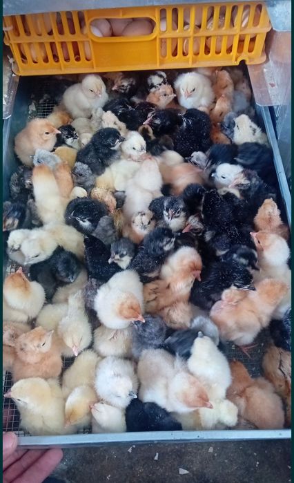 Pisklęta marans araucana silka wayendotte...