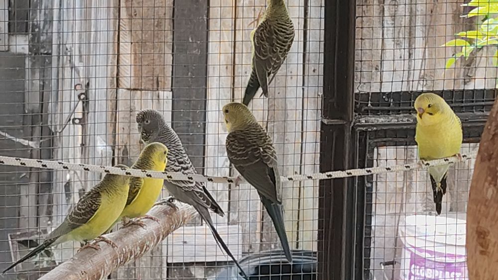 Faliste Black Wing młodzież