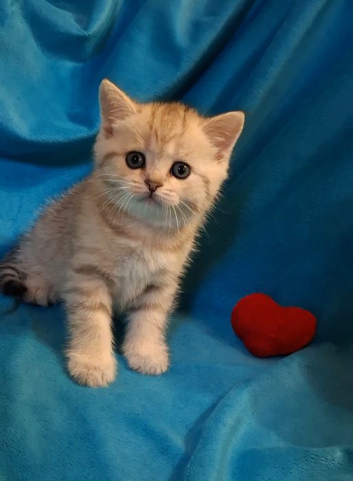 Игривые котята короткошёрстные