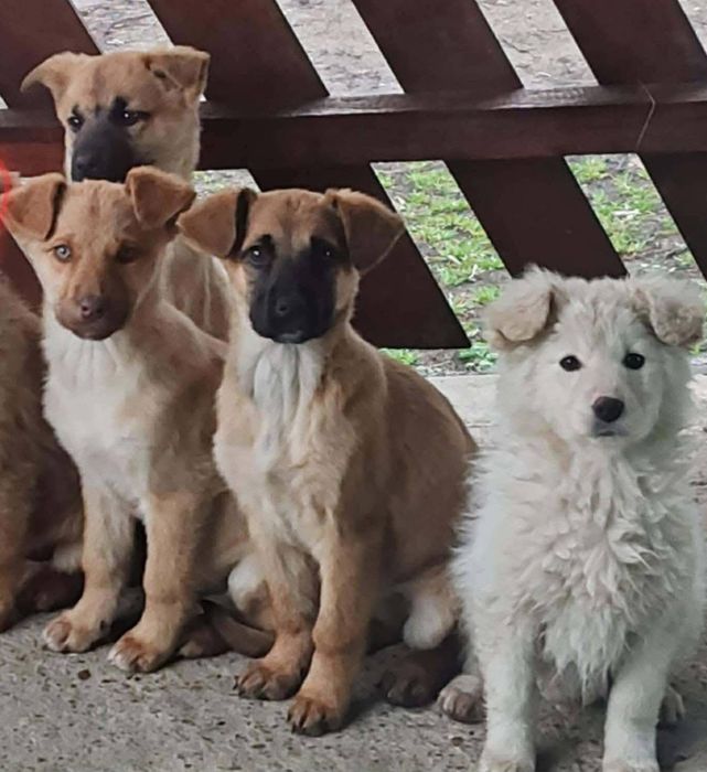 Szczenięta ,suczki ,po mamie w typie labradora.