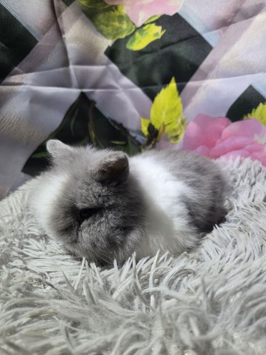 Karzełek Teddy Mini z Metryka