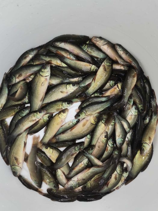 pakiet amur  150szt tołpyga 75szt karp 75szti inne pstrąg lin karaś tołpyga amur