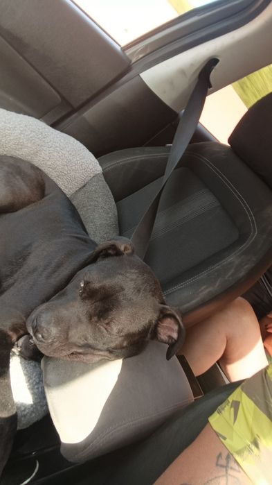 Doação legal de pitbull super dócil com outros animais e crianças