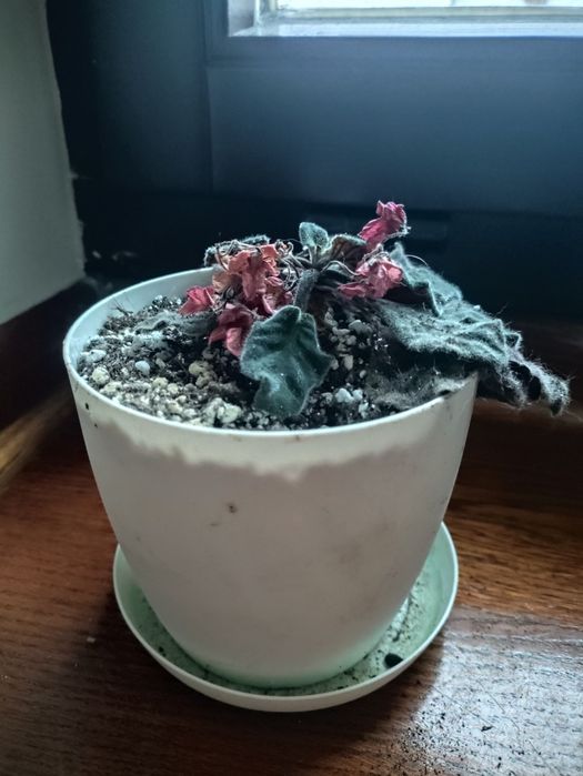 Fiołek afrykański do odratowania