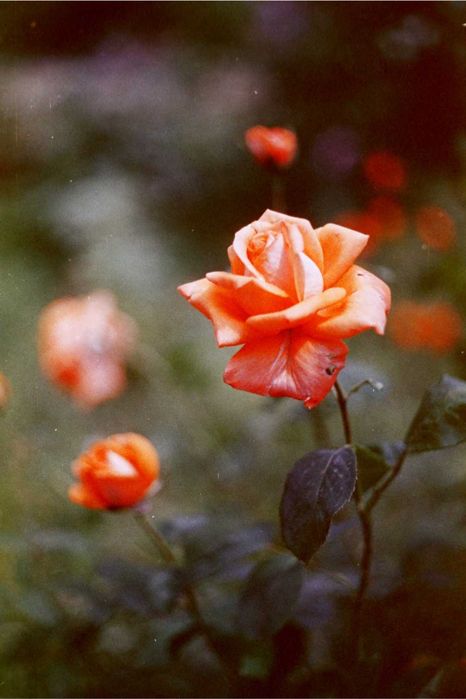 Фотоплівка, фотопленка Свема ЛН-9 для ломографії