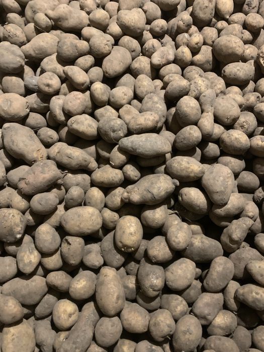 Картопля домашня