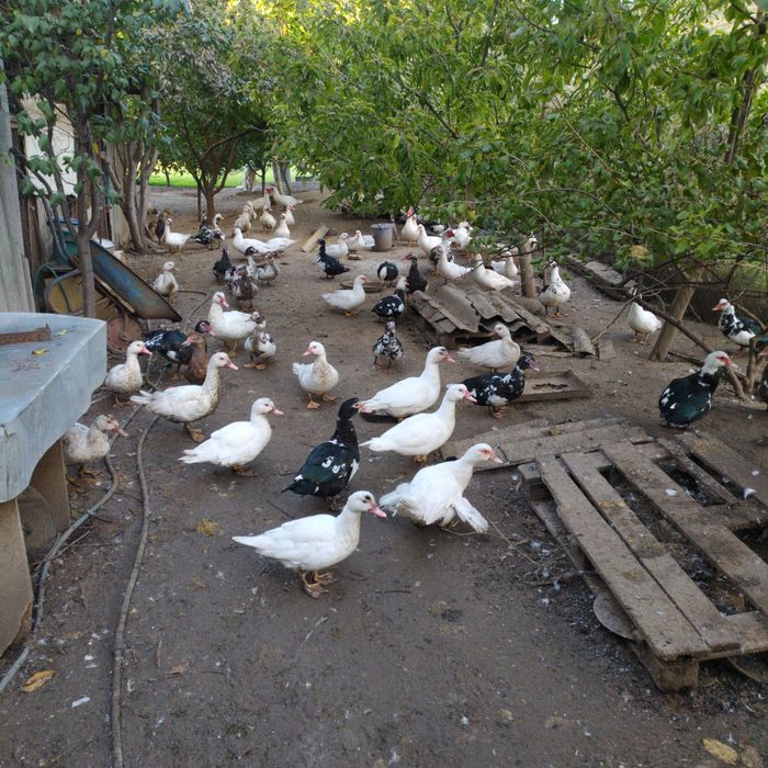 Продам мускусные утки (шипуны)