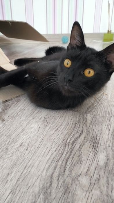 Кастрований котик в добрі руки