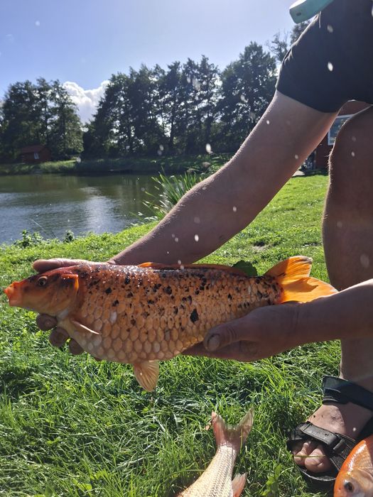 Sprzedam karpie koi   i  orfy