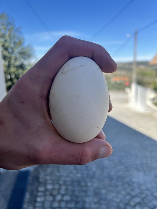 Ovos de ganso da Guiné