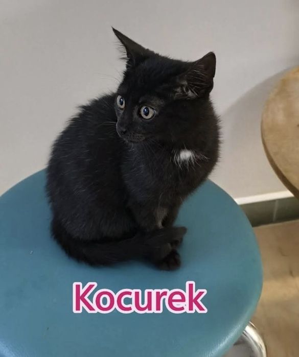 5 kociaków szuka kochajacych domów