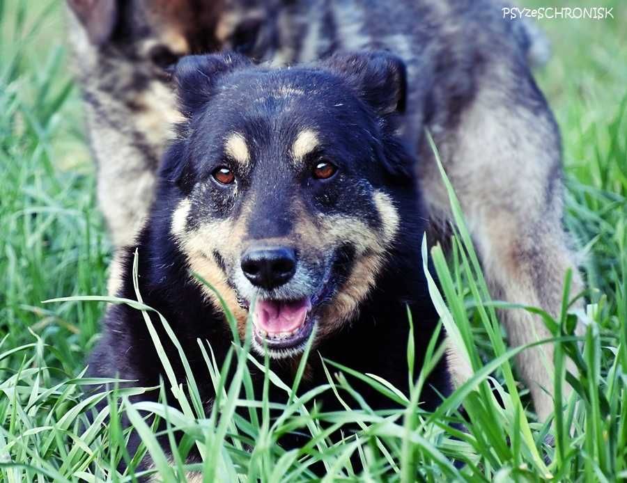 Borys – nie dla niego luksusy, wystarczy kochający opiekun