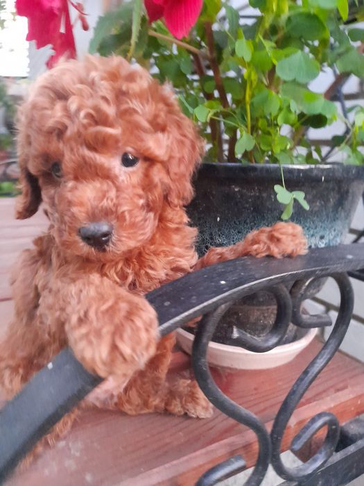 Найгарніші малята той -Пудель.