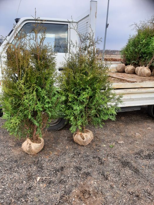 Tuja thuja brabant wys100cm-400cm formowana