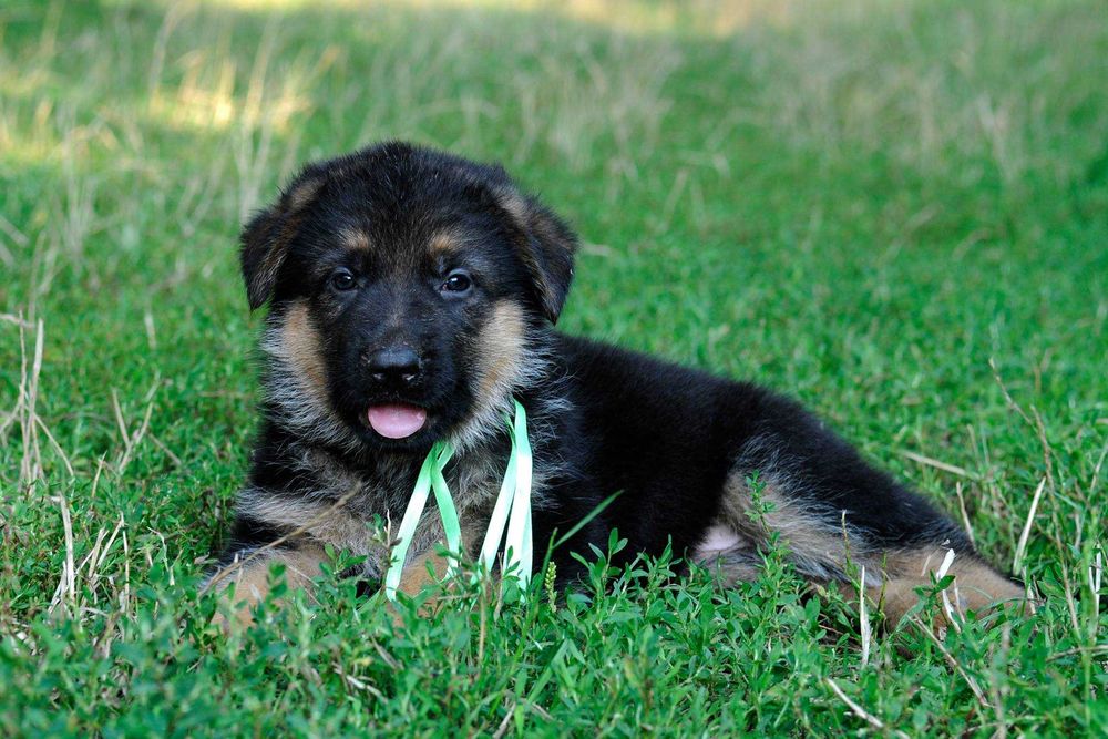 Цуценята німецької вівчарки з чудовим походженням! Кобелі та суки!