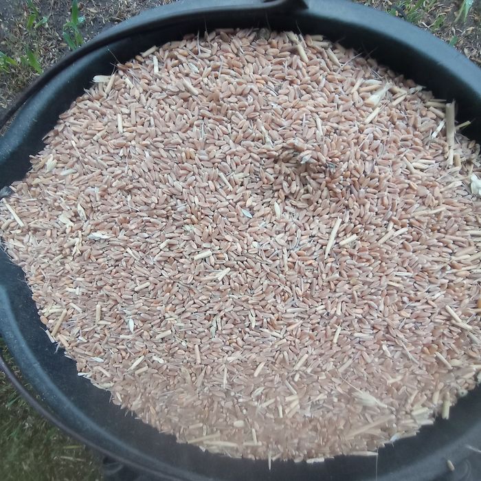 Маємо на продаж пшеничку.