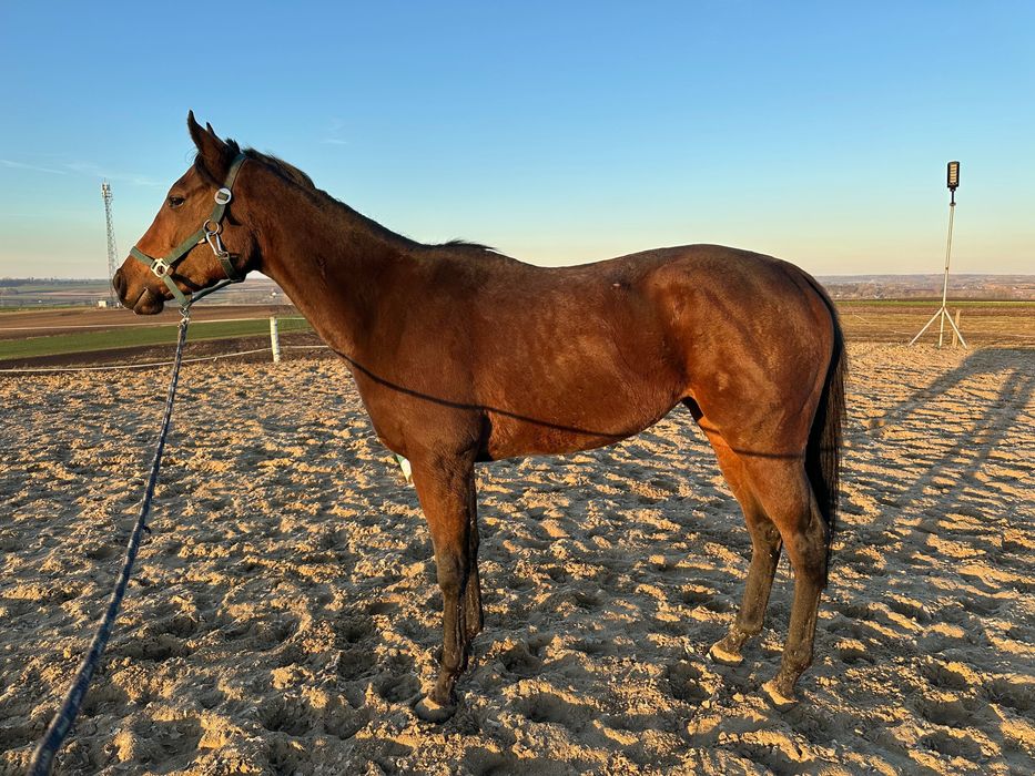 Na sprzedaż bardzo miła i przyszłościowa klacz!