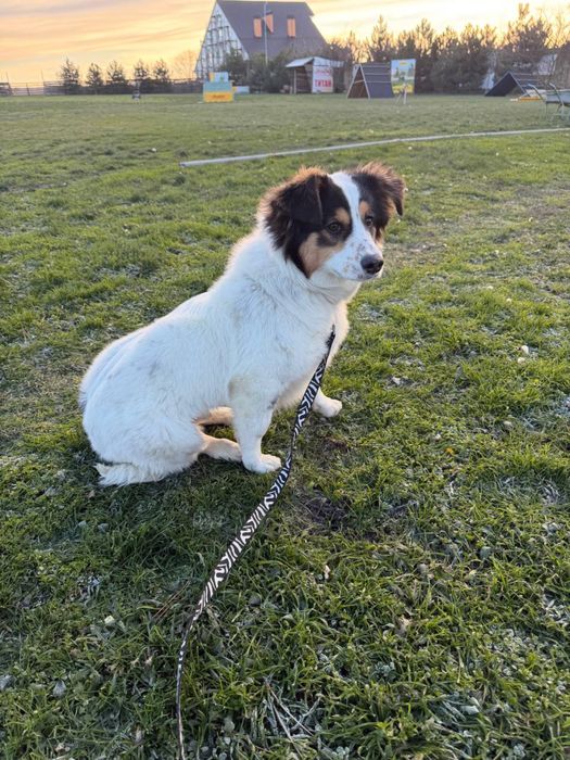 Собака песик хлопчик