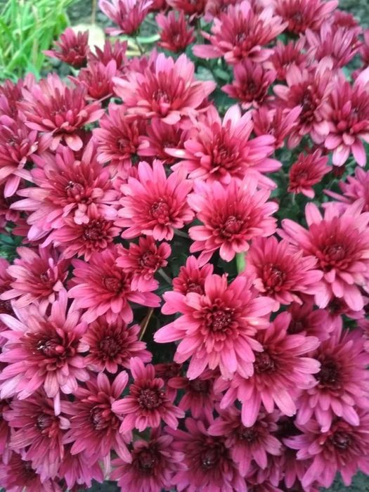 Хризантеми низькорослі шаровидні багаторічні різнокольорові