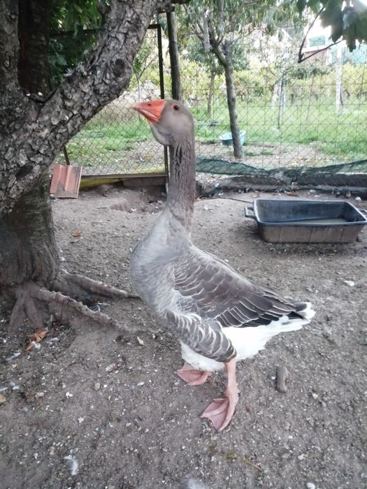 Vendo Gansos Toulouse