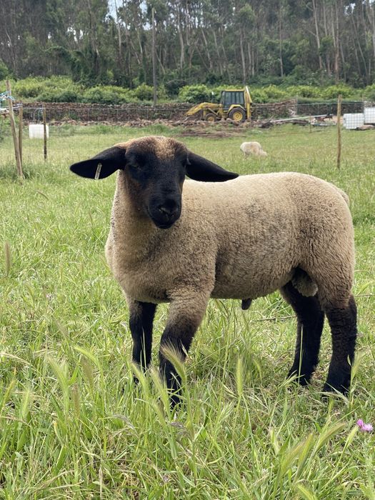 Borrego suffolk puro com certificado