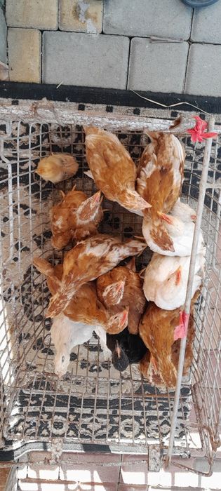 Курчата з під квочки