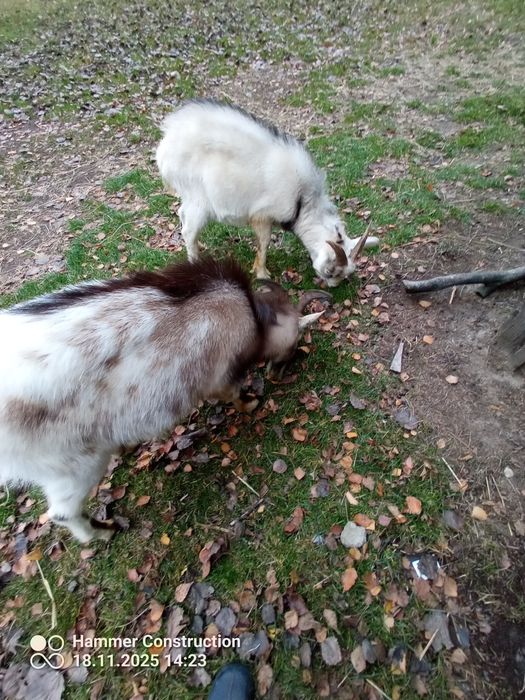 Koziołki miniaturki sprzedam