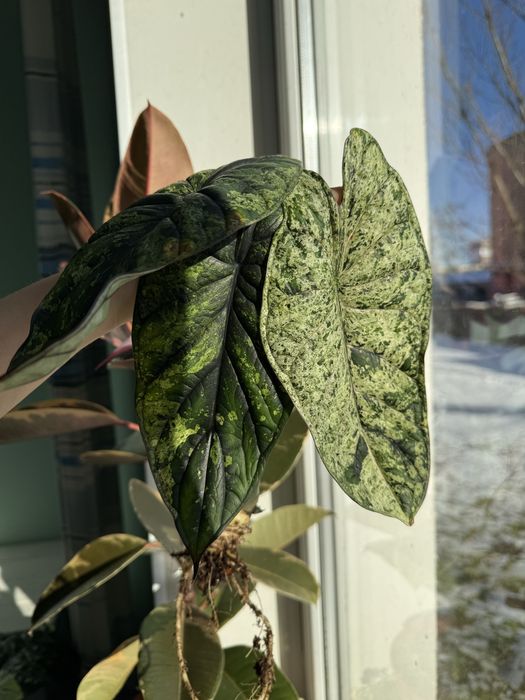 Алоказия Dragon Scale Mint Драгон Скейл Минт клубень