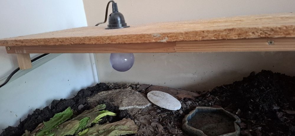 Terarium dla gada żółw lądowy akwarium wybieg