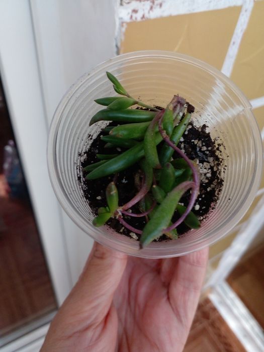 Крестовник Оттона ( рубиновые бусы).