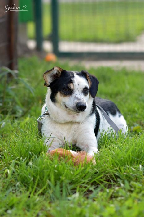 Gapa - wesoły i tryskający energią nieduży psiak