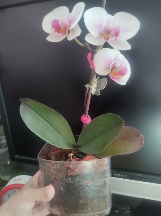Орхідея фаленопсіс