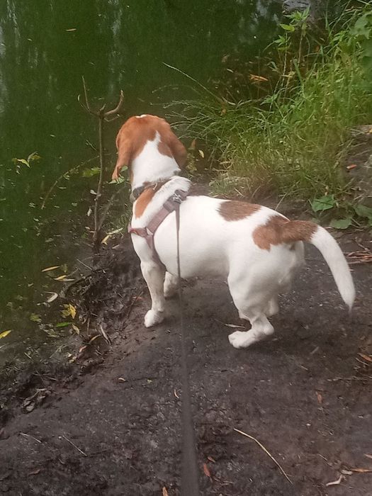 Шукає наречену хлопчик- біглік Бадді