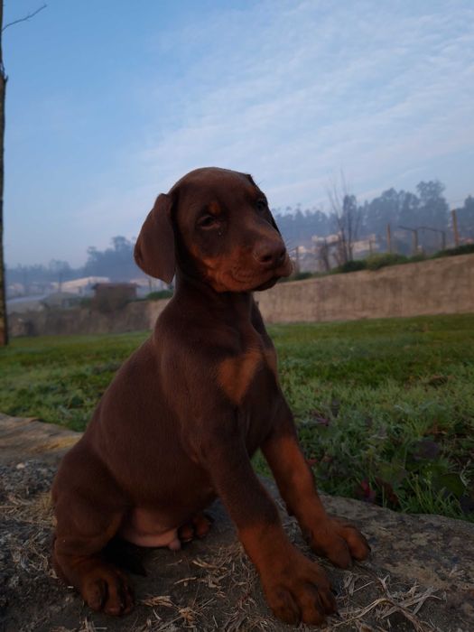 Dobermann descendente de campeões do mundo