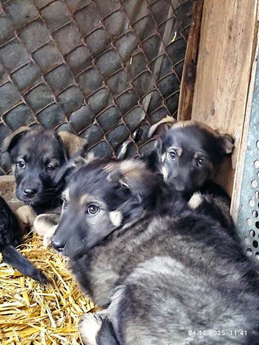Цуценята вакциновані  безкоштовно